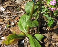 backyard wildlife 035.jpg